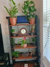 14437 SW 21st Pl in Ocala, FL - Building Photo - Building Photo