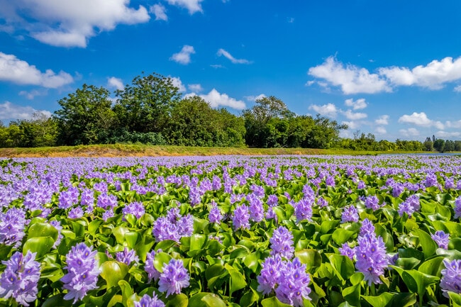 Apartamentos Alquiler en Brooklyn Ud 188 School District, IL