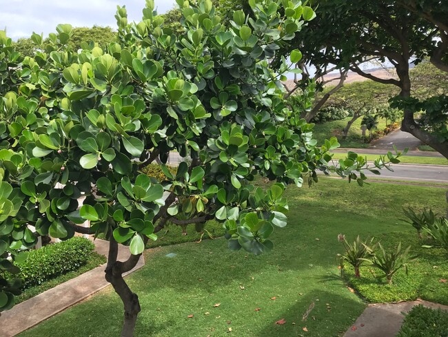 92-1491-1491 Aliinui Dr in Kapolei, HI - Building Photo - Building Photo