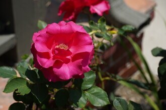 3729 Boyce Ave in Los Angeles, CA - Building Photo - Building Photo