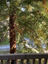 6309 Shelter Creek Ln in San Bruno, CA - Building Photo - Building Photo