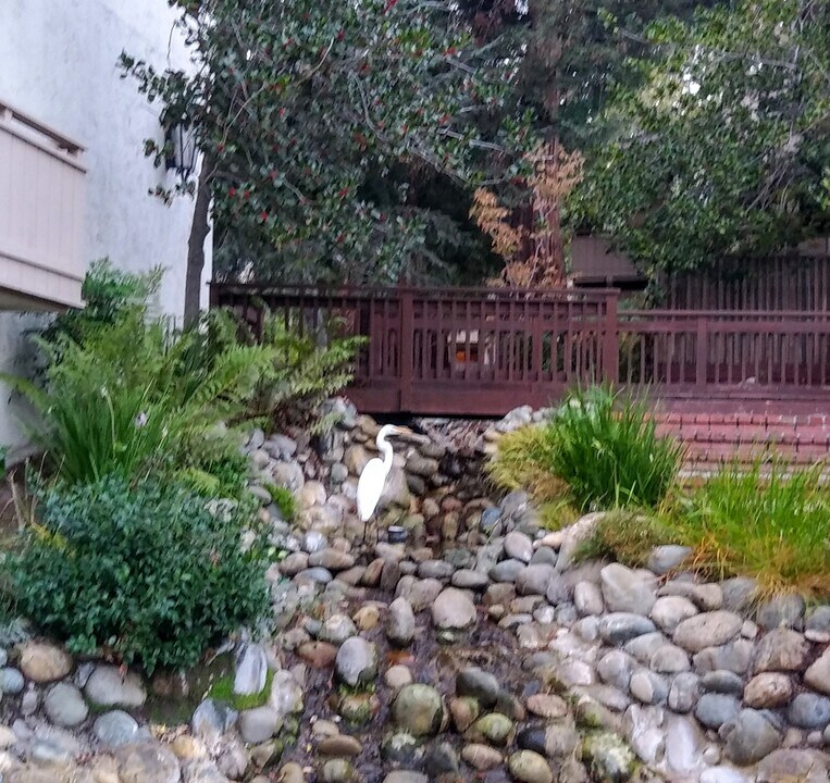 20812 4th St in Saratoga, CA - Building Photo