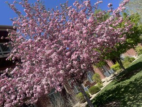 804 Summer Hawk Dr in Longmont, CO - Building Photo - Building Photo