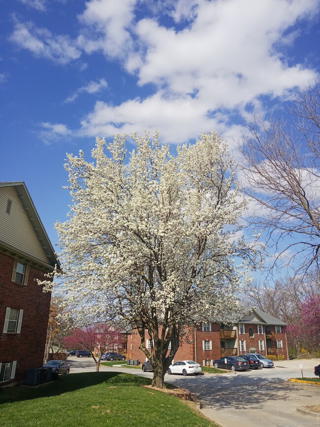 Burr Oak Woods in Blue Springs, MO - Building Photo - Building Photo