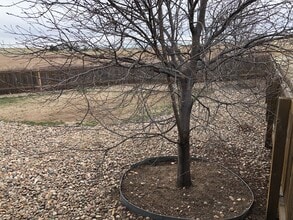 6507 Gelbvieh Rd in Falcon, CO - Building Photo - Building Photo