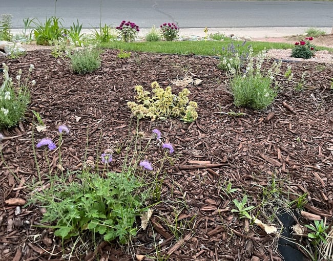 1587 S Garrison St in Lakewood, CO - Foto de edificio - Building Photo