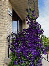 5030 Carol St, Unit Unit 1 in Skokie, IL - Building Photo - Building Photo