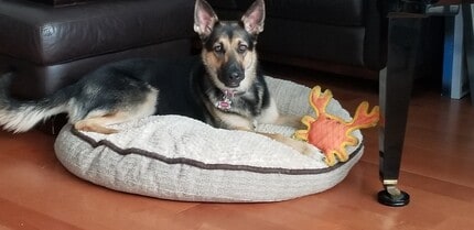 33055 Dolphin Ct in San Juan Capistrano, CA - Building Photo - Building Photo