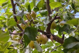 14 Stadium Way in Kentfield, CA - Building Photo - Building Photo