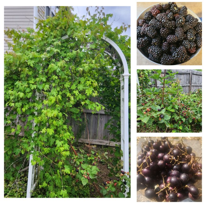 6530 Guard Hill Dr in Raleigh, NC - Foto de edificio - Building Photo