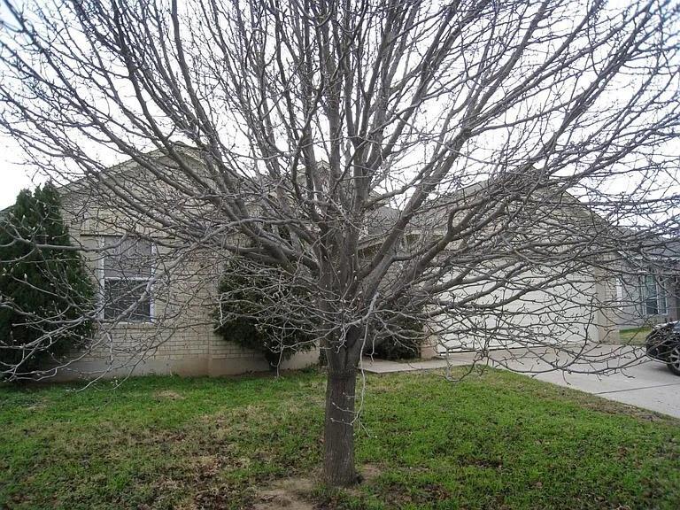 709 Camino Real Dr in Leander, TX - Building Photo