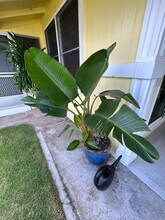 640 Auwai St in Kailua, HI - Building Photo - Building Photo