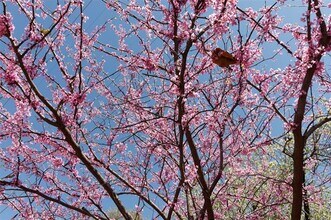 4044 Buena Vista St in Dallas, TX - Building Photo - Building Photo