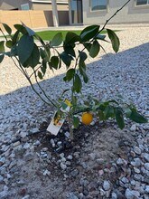 25372 N 76th Dr in Peoria, AZ - Building Photo - Building Photo