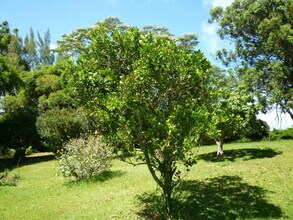 2695 Lia Pl in Haiku-Pauwela, HI - Building Photo - Building Photo