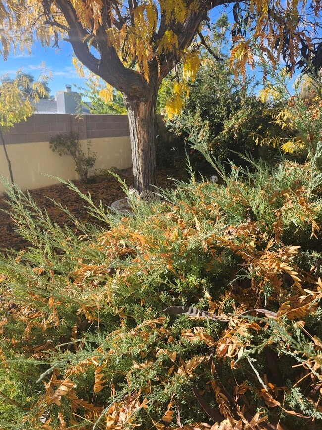 8805 Yankee Dr NE in Albuquerque, NM - Building Photo - Building Photo