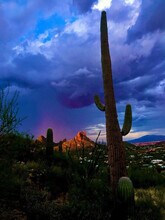1260 W Los Lagos Vista in Mesa, AZ - Building Photo - Building Photo