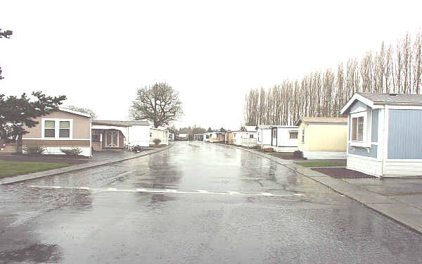 Whispering Poplars