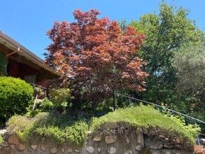 3594 Silverado Trail N in St Helena, CA - Building Photo - Building Photo