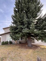 905 Pasque Dr in Longmont, CO - Building Photo