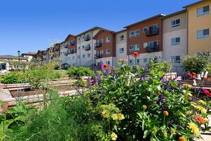 Affinity at Southpark Meadows 55+ in Austin, TX - Building Photo