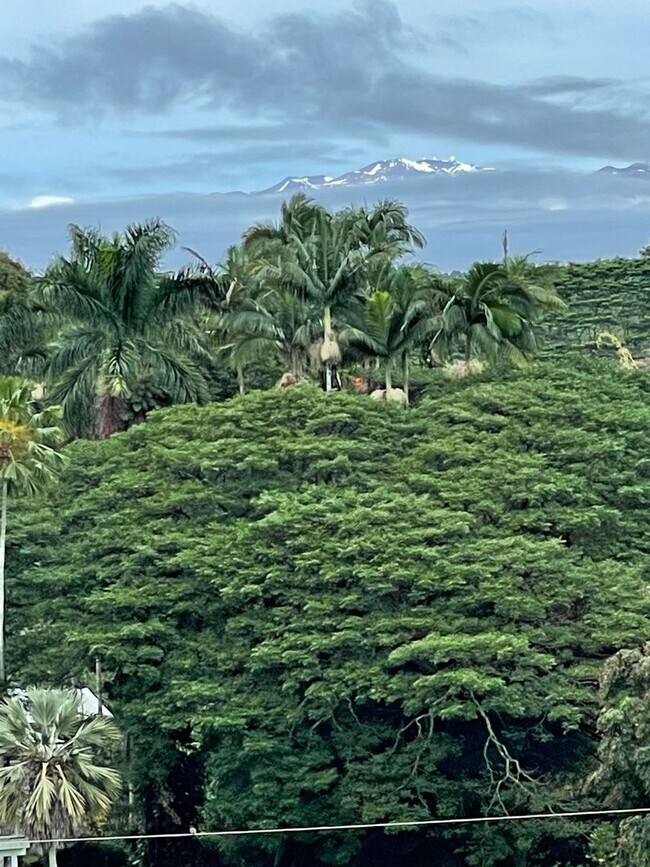 84 Pukihae St in Hilo, HI - Building Photo - Building Photo