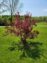 4052 Quail Rdg in Cortland, NY - Building Photo - Building Photo