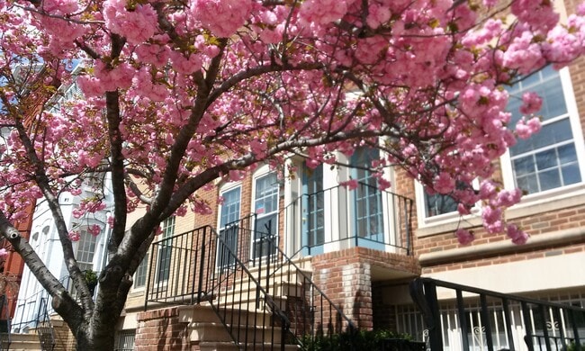 236 Maryland Ave NE, Unit Luxurious Cap Hill 1 BRM in Washington, DC - Foto de edificio - Building Photo