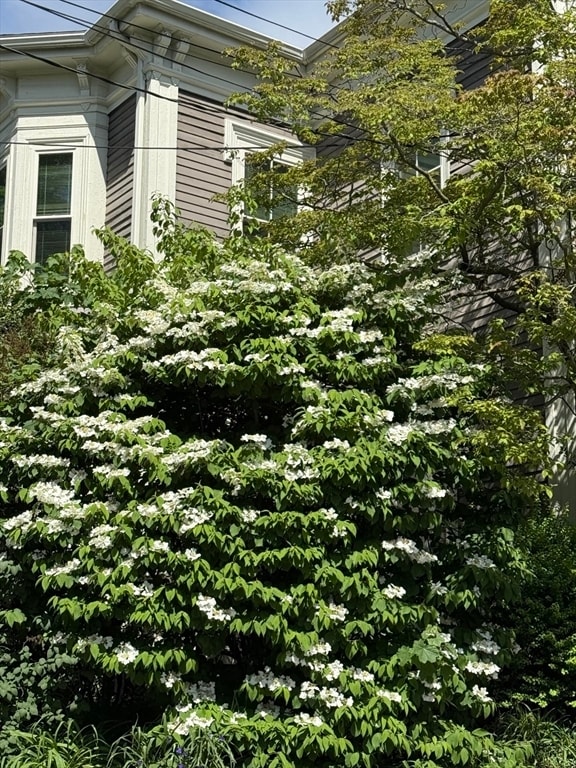 19 Harvard Ave, Unit 2 in Brookline, MA - Foto de edificio - Building Photo