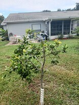 5030 El Destino Dr in Leesburg, FL - Building Photo