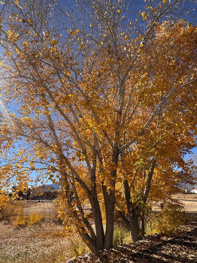 348 Cattail Cir in Gardnerville, NV - Building Photo - Building Photo