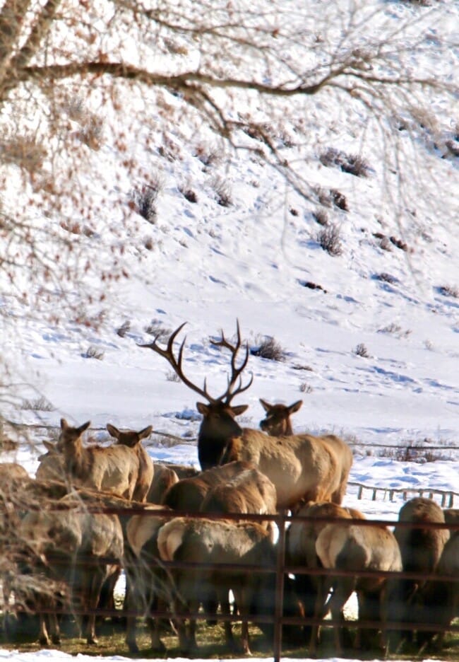 3355 E Horse Creek Rd in Jackson, WY - Building Photo - Building Photo
