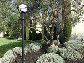 Olive Tree Apartments in Napa, CA - Foto de edificio - Building Photo