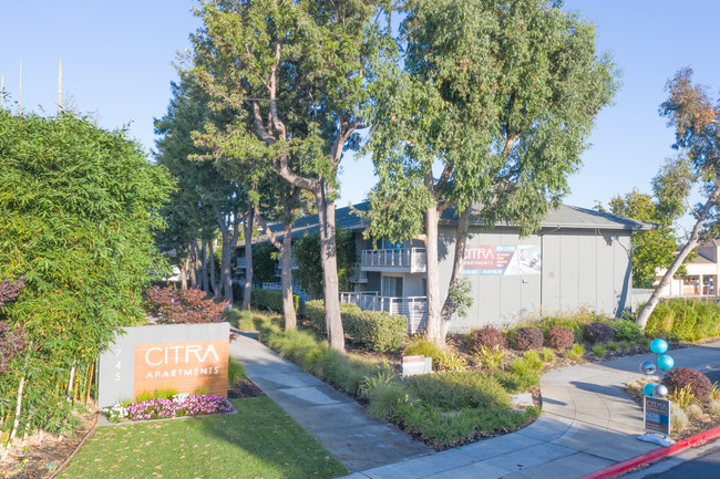 Citra in Sunnyvale, CA - Building Photo - Building Photo