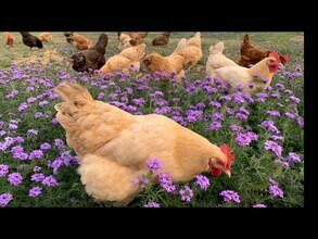 143 River Ranch Rd in Boerne, TX - Building Photo - Building Photo