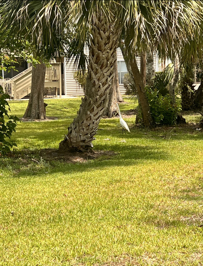 1600 Big Tree Rd, Unit Beach bungalow in South Daytona, FL - Foto de edificio - Building Photo