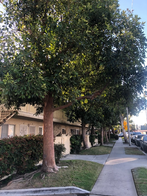 property at 518 N Anna Dr
