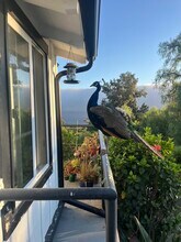 1 Limetree Ln in Rancho Palos Verdes, CA - Building Photo - Building Photo