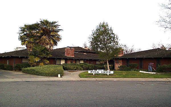 Pine Tree in Sacramento, CA - Building Photo - Building Photo