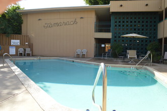 Tamarack in Phoenix, AZ - Building Photo - Building Photo