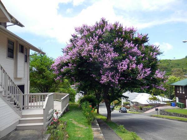 44-116 Kahinani Way in Kaneohe, HI - Building Photo