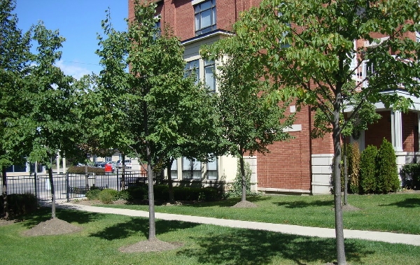 Port Credit Village in Mississauga, ON - Building Photo