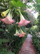 2024 Argyle Ave, Unit H in Los Angeles, CA - Building Photo - Building Photo