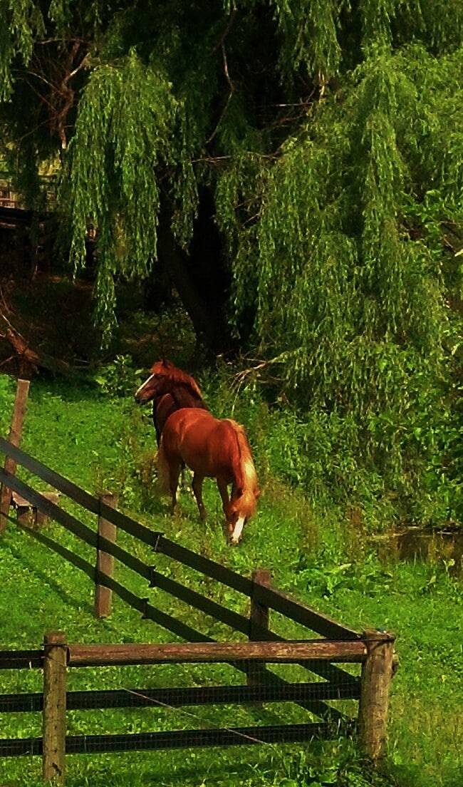 1310 Hollow Road, Unit LilyField Stable in Collegeville, PA - Building Photo - Building Photo