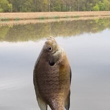 29 Crescent Ter in Cohoes, NY - Building Photo - Building Photo