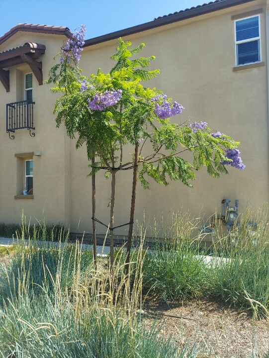 1713 Cedar Tree Pl in Upland, CA - Building Photo