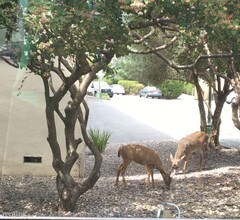 16 S Knoll Rd in Mill Valley, CA - Building Photo - Building Photo