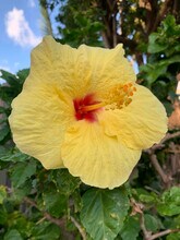 25 Heather Ln in Lahaina, HI - Building Photo - Building Photo