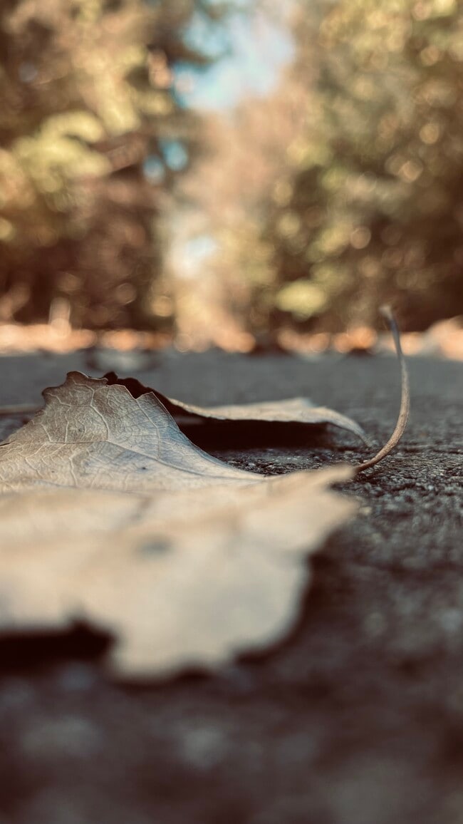 Magnolia Lake Apartments