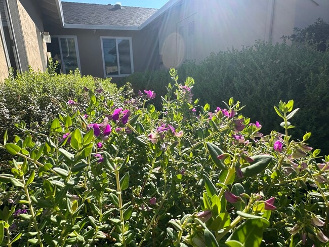 844 Coolidge Ave in Sunnyvale, CA - Foto de edificio - Building Photo